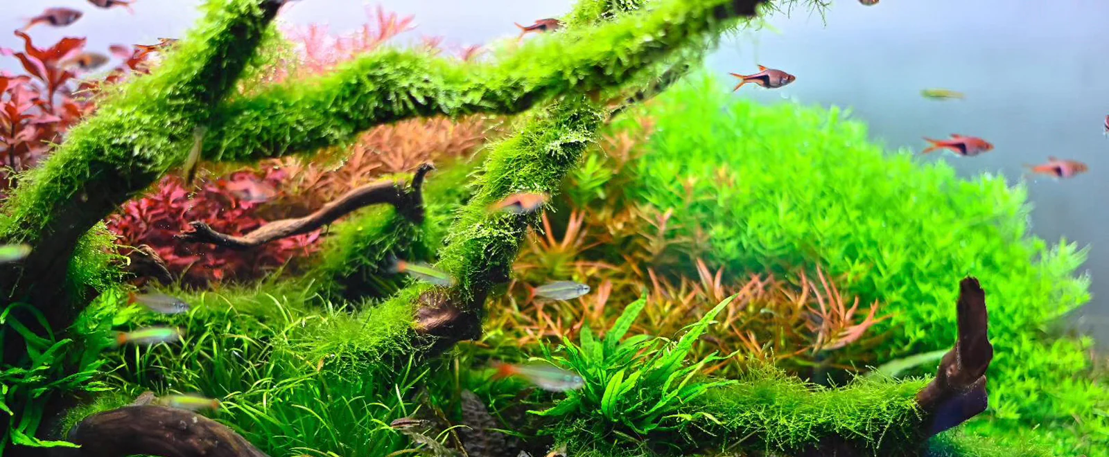 Precision Engineering for Aquatic Life